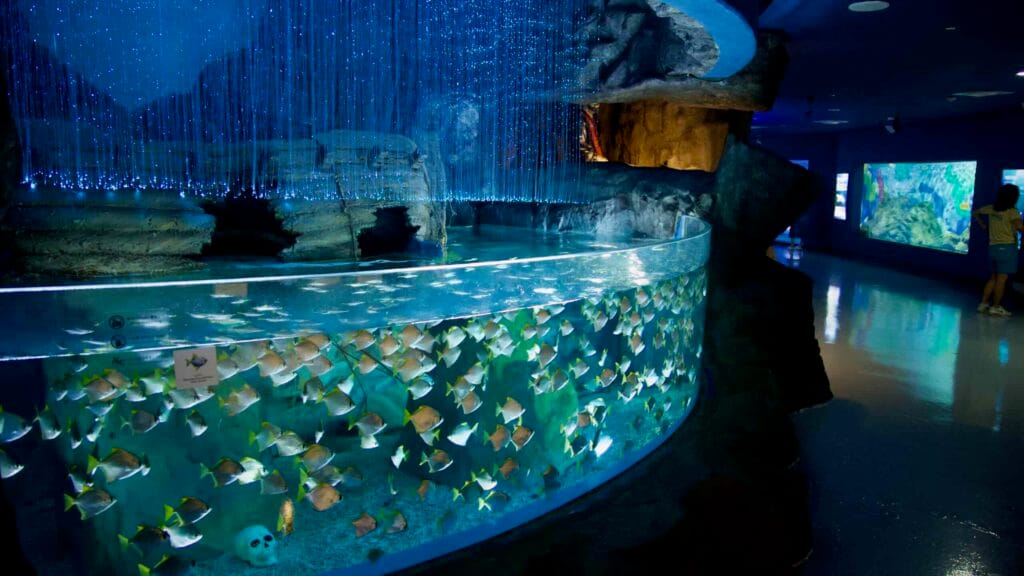 A dense school of silver fish swirls beneath fiber‑optic strands at Aqua Planet Jeju.
