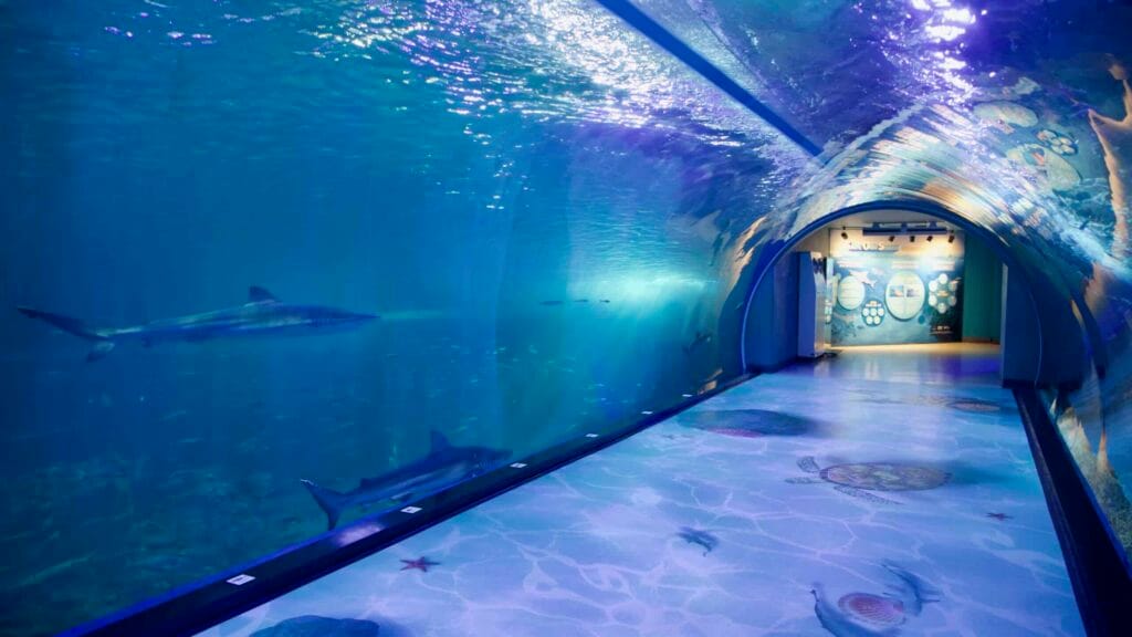 Sharks glide beside visitors in the underwater tunnel at Aqua Planet Jeju.