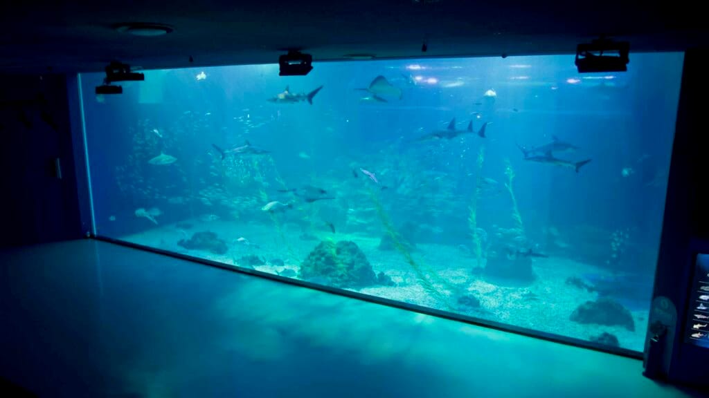 Visitors watch sharks, schooling fish, and rays glide past the viewing window in the main ocean tank at Aqua Planet.