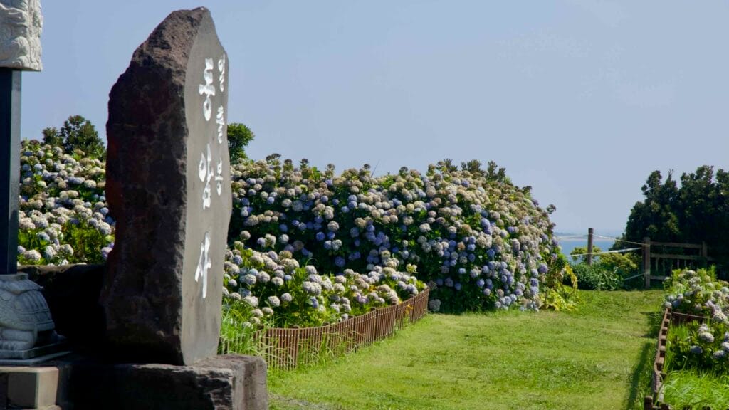 A hydrangea‑lined path winds through Dongamsa Temple’s seaside garden.