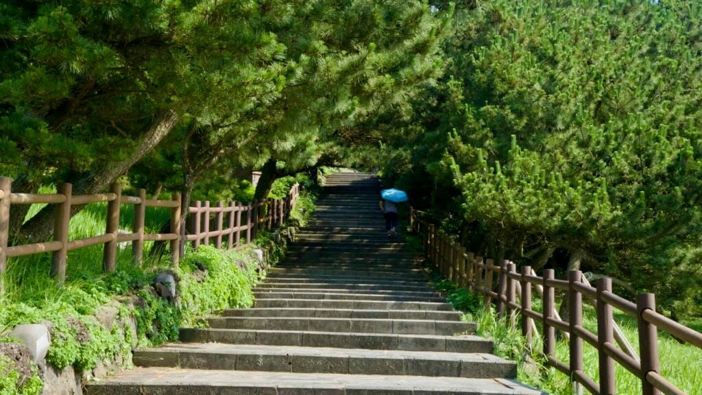 Shaded stone steps wind upward through pines along the Seongsan Ilchulbong hiking trail.