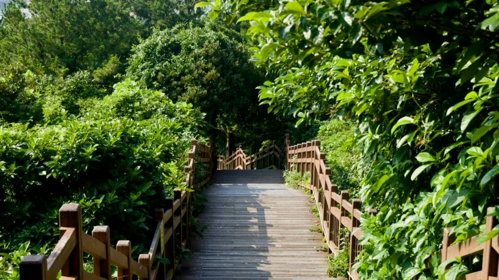 A straight stretch of wooden stairway leads through dense foliage on Seongsan Ilchulbong’s descent.