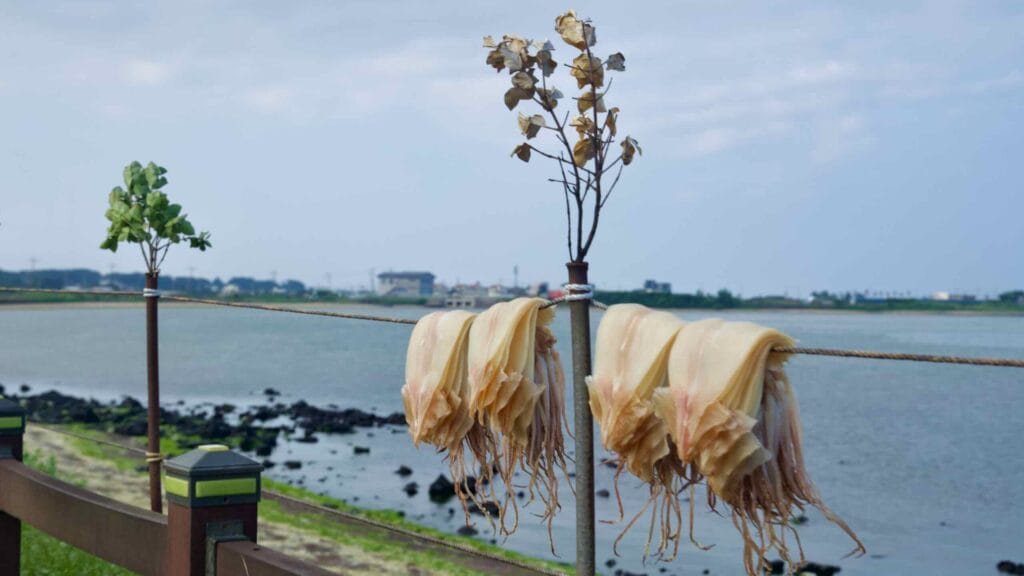Cleaned squid hang to dry along the Songnan Port walkway beside the sheltered harbor.