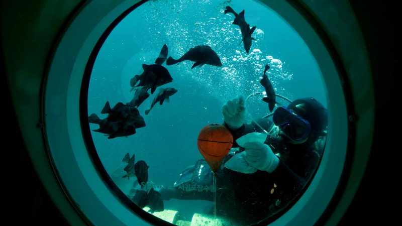 A scuba diver approaches the viewing port of the Seogwipo Submarine near Munseom Island.