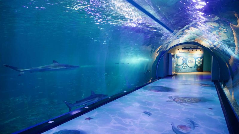 Sharks glide beside visitors in the underwater tunnel at Aqua Planet Jeju.
