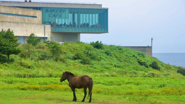 A Jeju pony grazes on the grassy headland below the Phoenix Island Glass House bakery café at Sopjikoji.