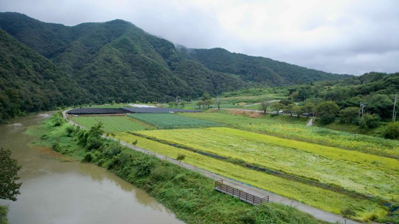Checkerboard fields of rice and vegetables stretch along the Dalcheon with farm lanes and levee paths below forested foothills.