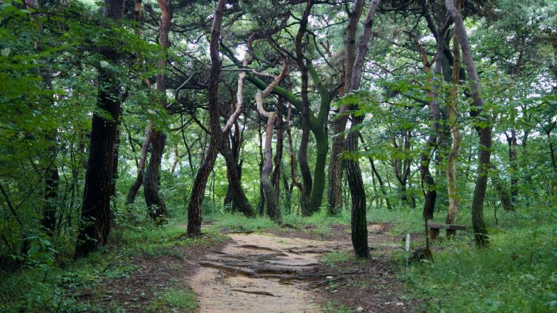 A sandy forest path threads between twist-limbed pines in {loc}, with roots and fresh leaves softening the trail.