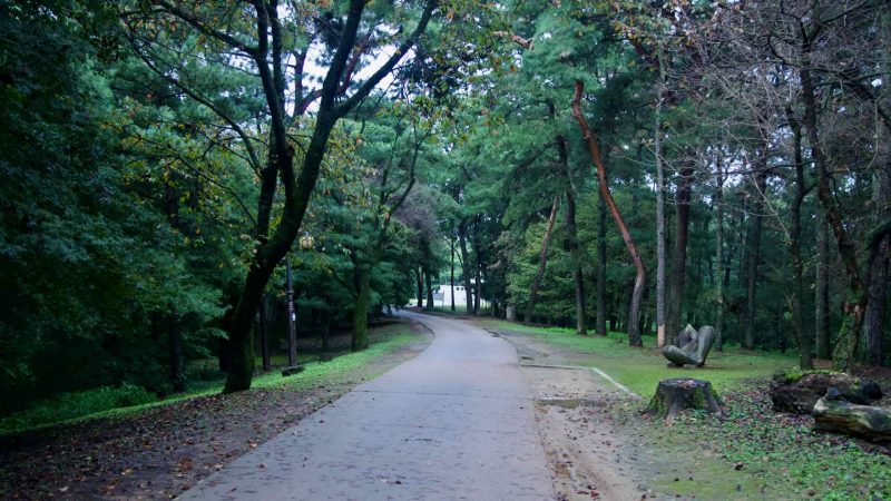 A curving park road runs under a tall pine canopy at {loc}, with a modern stone sculpture set beside the lawns.