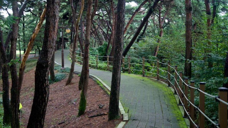 A curving paved walkway runs under a pine canopy at Tangeumdae Park, rope railings guiding the trail along the slope.
