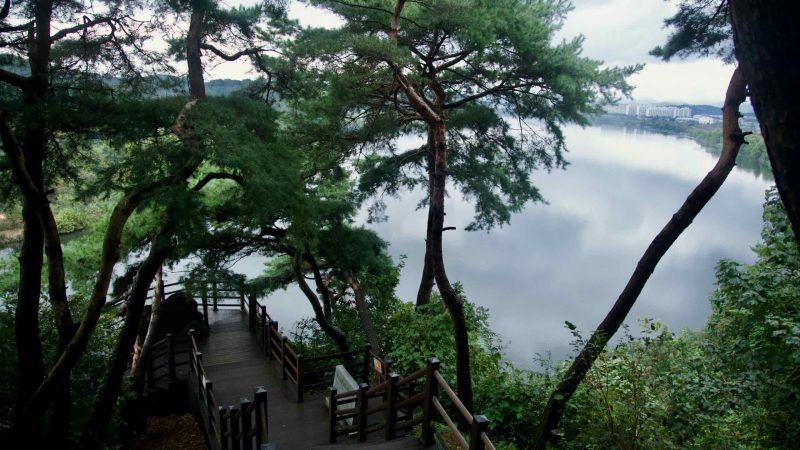 Wood-railed stairs lead to a riverside overlook beneath pines at Tangeumdae Park, with calm water visible below.