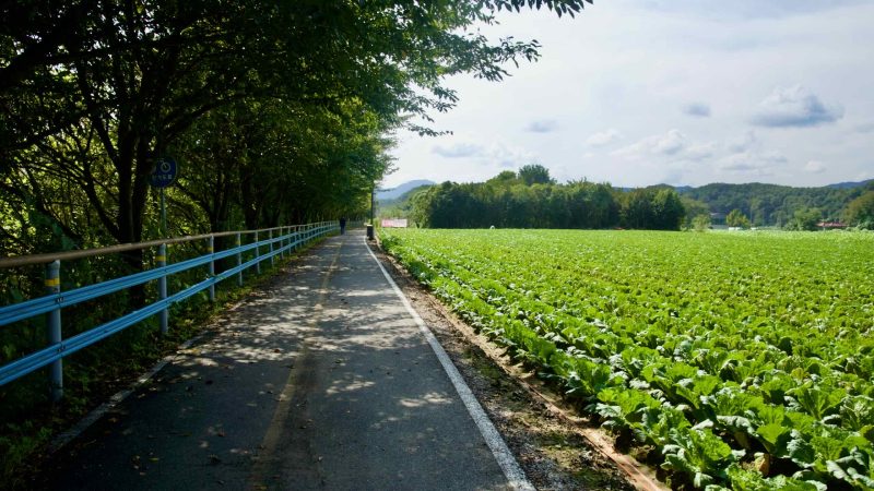 The Bukhangang Bike Path passes a wide napa cabbage field near Chuncheon.