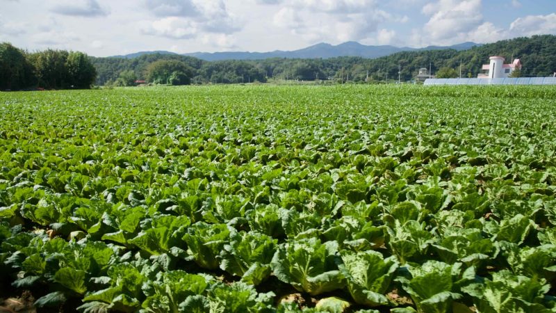Rows of napa cabbage grow in a flat field on the edge of Chuncheon.