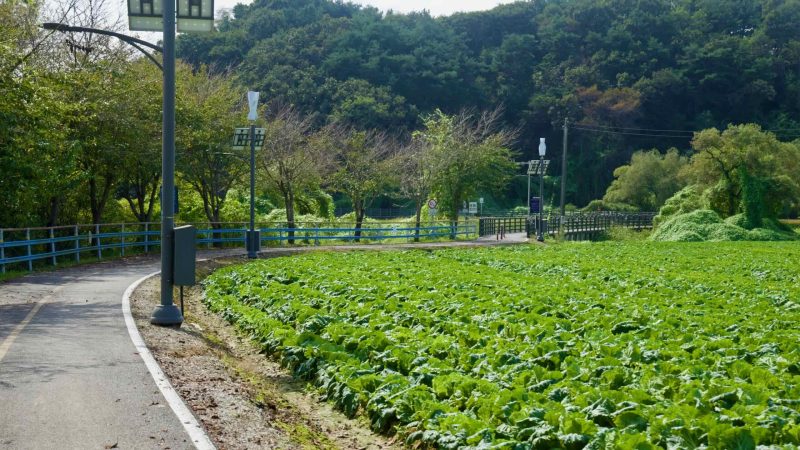 Solar lamps line cabbage rows along the Bukhangang Bike Path near Lake Uiam.