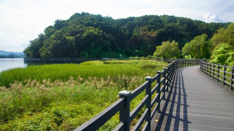 A curving boardwalk crosses marshland with views across Lake Uiam.