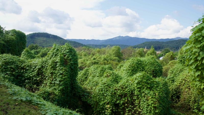 Vines blanket the Bukhangang riverbank near Chuncheon with Samaksan ridge in the distance.