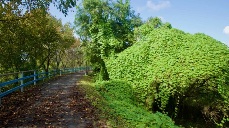 A vine-shaded bend of the Bukhangang Bike Path curves between blue rails and fallen leaves.