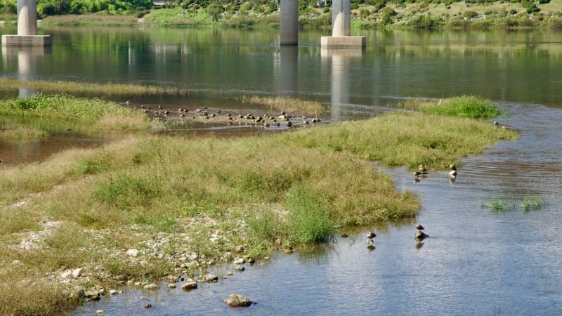 Ducks rest on the shallows below the bridge in the river’s gentle current.