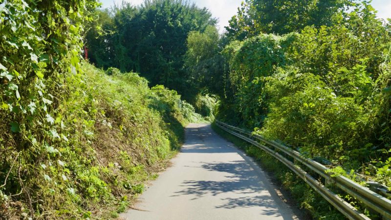 A narrow country road dips into a green tunnel of foliage.