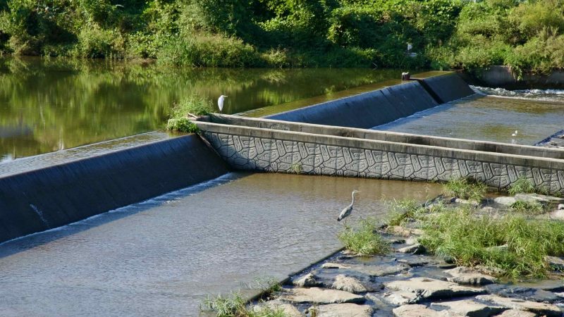 An egret and a grey heron stand beside a low weir and fishway on Daljeon Stream, with calm reflections on patterned stone.