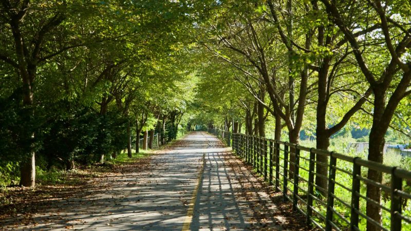 A red-surfaced bikeway throws railing shadows beside fields and trees on a clear afternoon.
