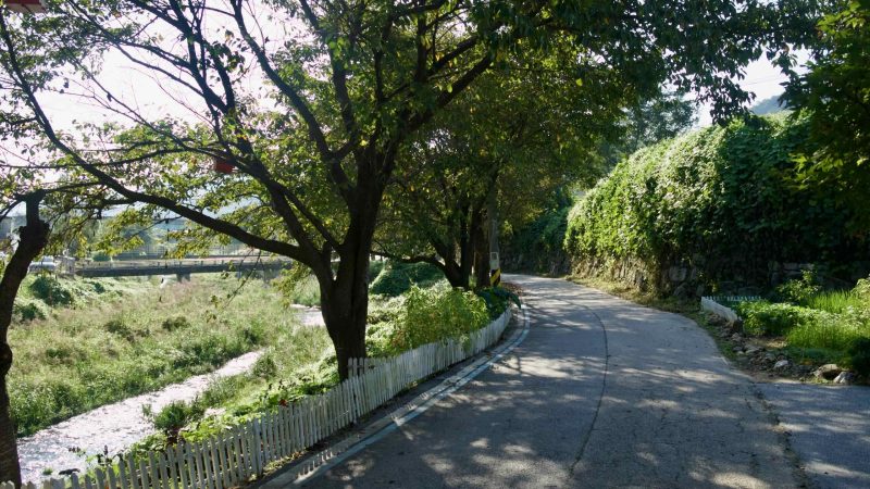 A lane beside a narrow stream and white picket fence winds under overhanging trees.