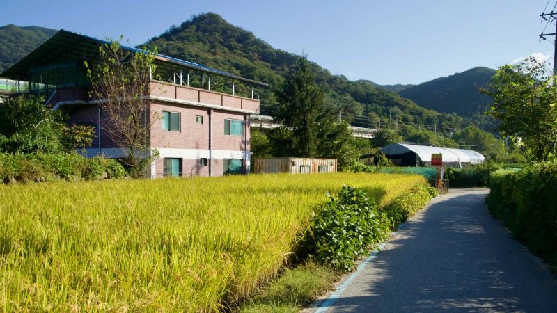 A ripe rice field lies beside a narrow village lane with hills and farm buildings beyond.