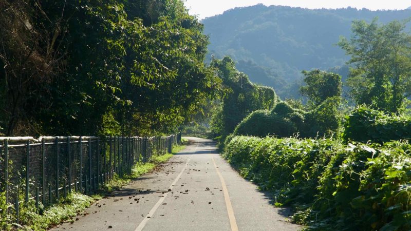 A shaded bikeway beside a chain-link fence is scattered with leaves and chestnuts.