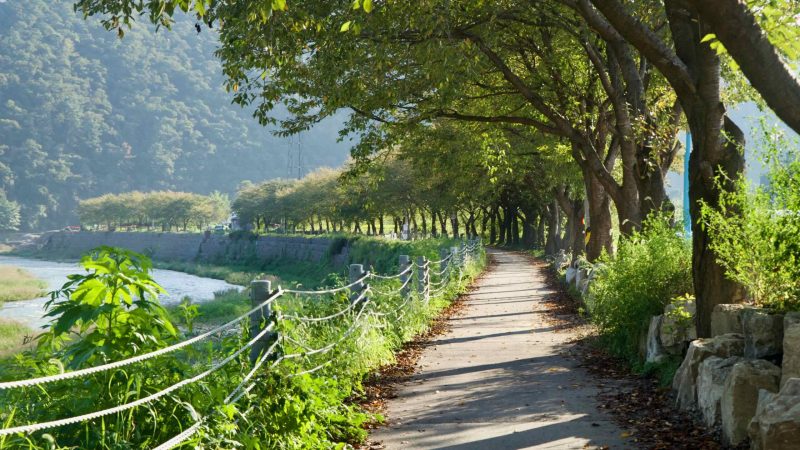 A shaded riverside walk follows Jojong Stream beneath arching trees and a rope fence at Cheongpyeong, with the water murmuring below.