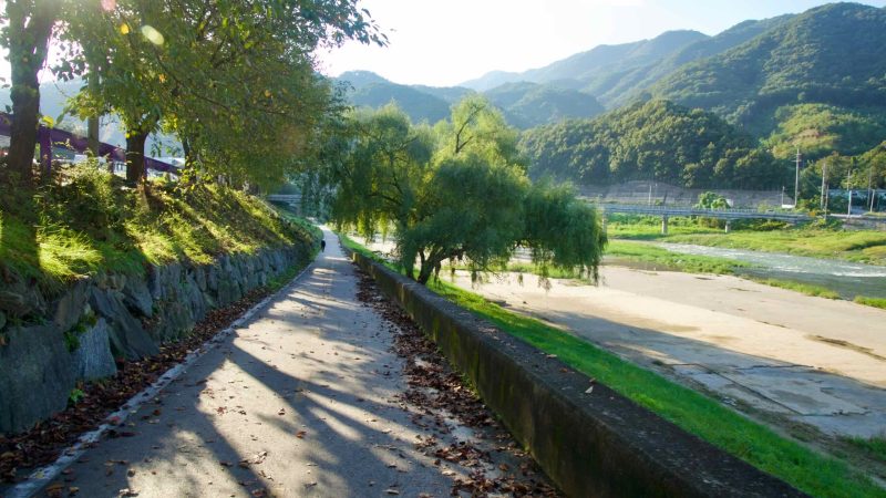 Long shadows stripe the Bukhangang Bicycle Path beside Jojong Stream at Cheongpyeong, where a leaning willow shades the curve.