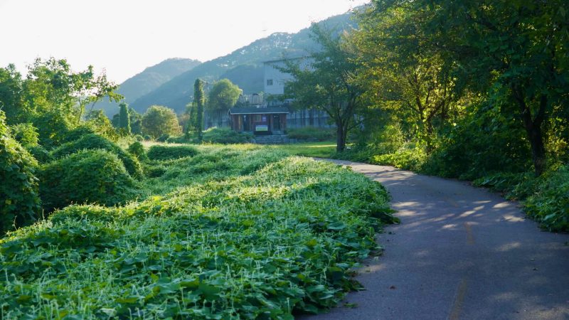 Vines spill across the edge of the riverside path near a small building set among trees at Cheongpyeong, with low wooded hills rising beyond.