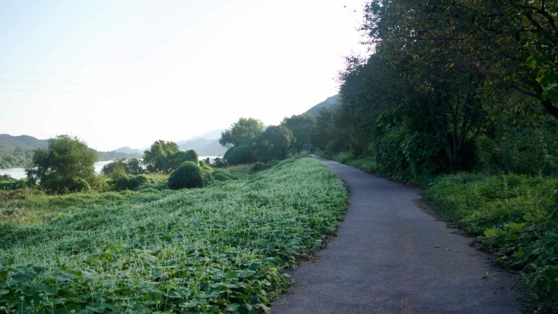 Green vines blanket the riverside berm along the Bukhangang Bicycle Path outside Cheongpyeong, where the paved lane curves gently beside the river.