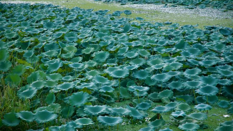 Blue-green lotus leaves spread across a calm marsh at Namyangju.