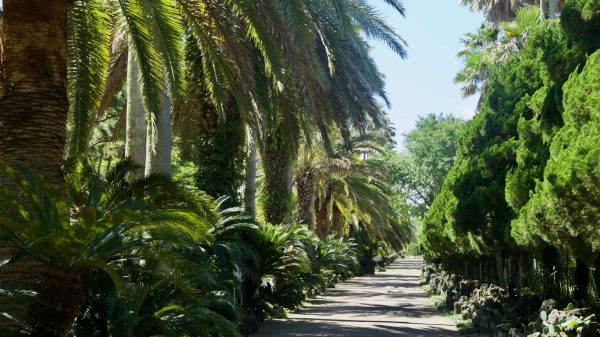 Shaded palm‑lined path creating a tunnel‑like promenade.