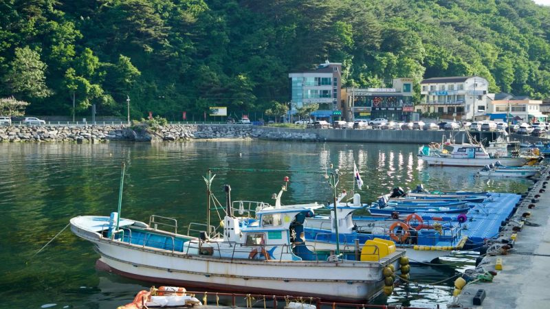 Fishing boats docked at Simgok Port with the green hills and buildings in the background.