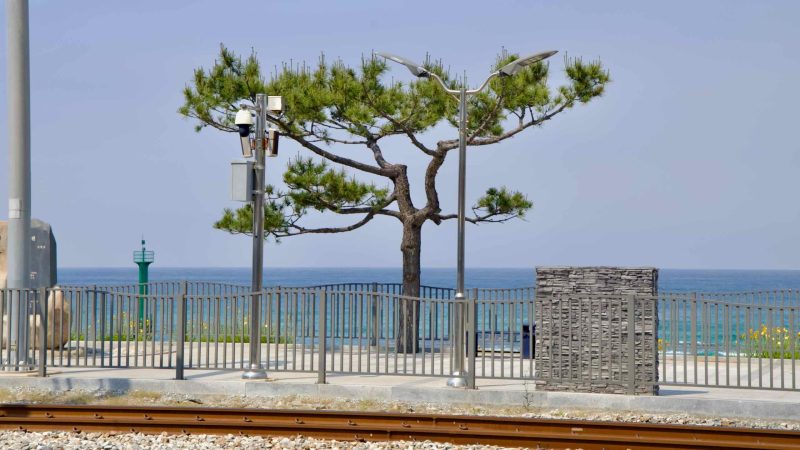 Lone pine tree stands near the East Sea behind the railway tracks at Jeongdongjin Station.
