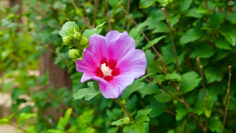 hibiscus