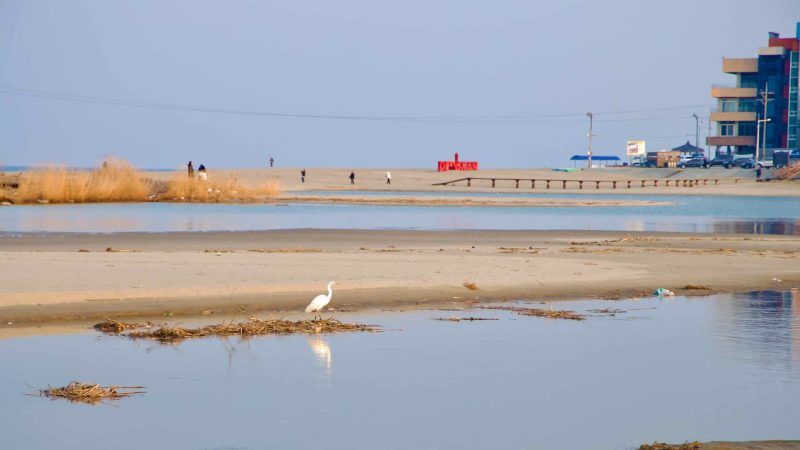 A crane bird wades in the waters of Deoksan Beach near Deokbong Mountain, with people enjoying the beach and the serene sea, as the coastal ecological trail winds beside.