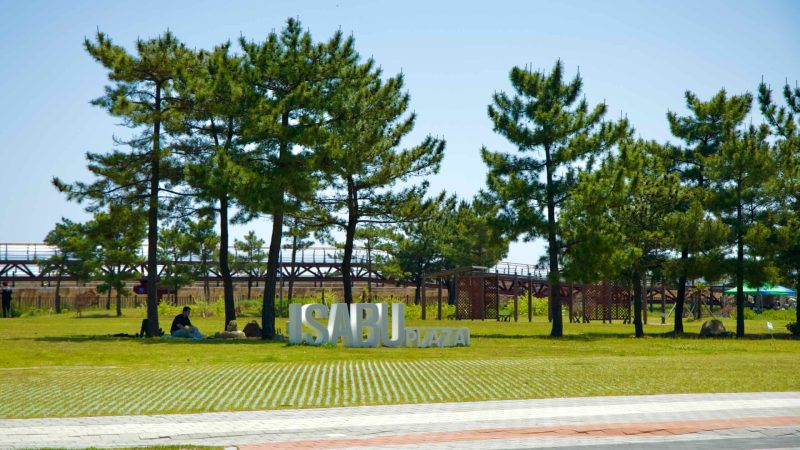 Samcheok City, South Korea - May 18th, 2024: A view of Isabu Plaza with green pine trees and a wooden walkway in the backgrou…