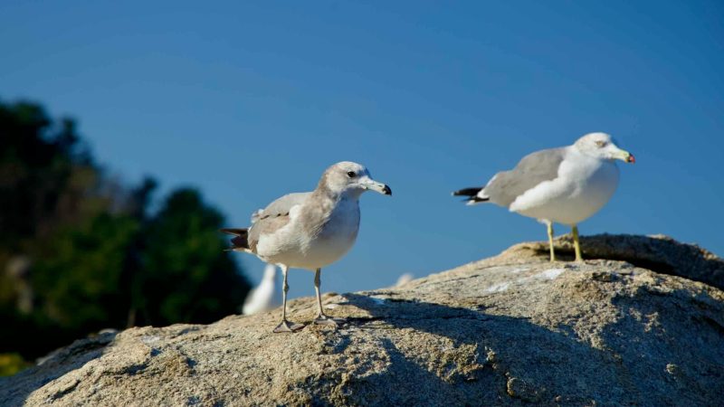 A pair of seagulls perched on a rugged rock near Yeonhwadae, basking under the sunlight with the East Sea as their backdrop at Huyuam Hermitage.