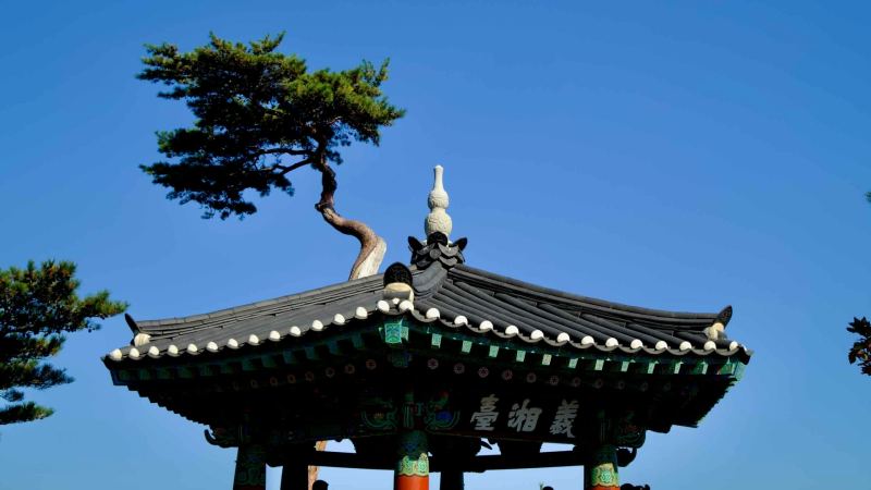 The elegant Uisangdae Pavilion roof at Naksansa Temple, framed by a uniquely shaped pine tree, stands out under a vibrant clear blue sky.