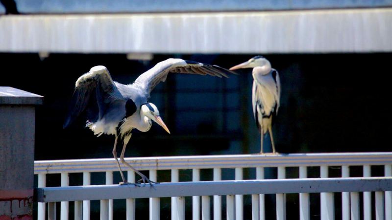 A grey heron spreads its wings while balancing on a railing at the Geum River Estuary Bank.