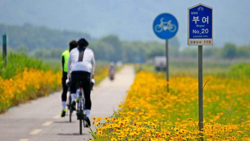 Cyclists ride along a dedicated bike path lined with yellow wildflowers in Buyeo County.