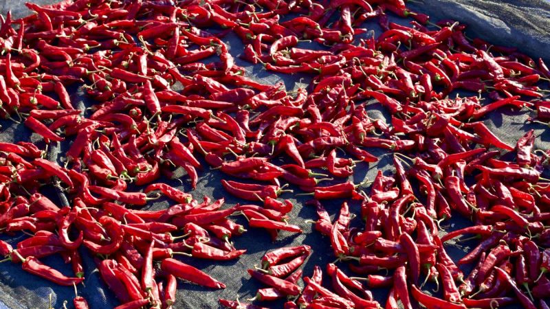 Red peppers dry in the sun after harvest.