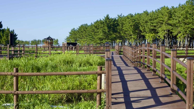 A picture of Pyeonghae Sand Wetland Eco Park in Uljin County, South Korea.