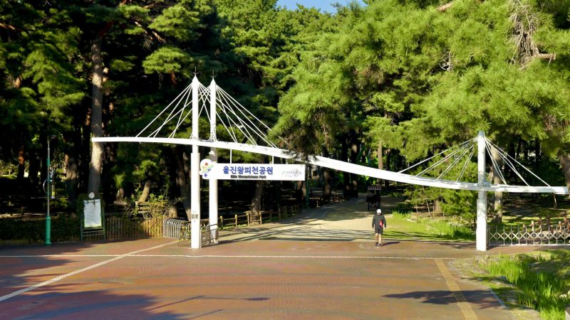 A picture of geumgangsong trees (금강송) at Uljin Wangpi Stream Eco Park (울진왕피천생태공원) along the Gyeongbuk (East Coast) Bicycle Path (동해안자전거길 (경북)) in Uljin County (울진군), South Korea.
