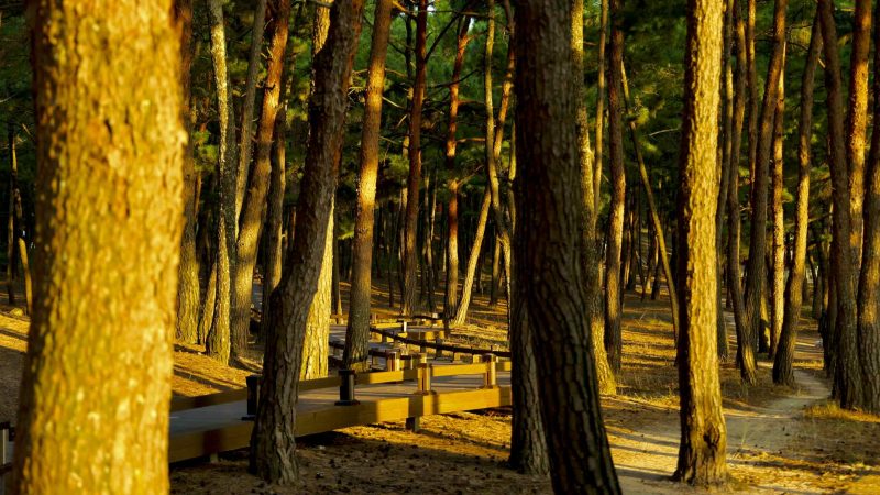 A picture of Wolsong Pavilion (월송정) along the Gyeongbuk (East Coast) Bicycle Path (동해안자전거길 (경북)) in Uljin County (울진군), South Korea.