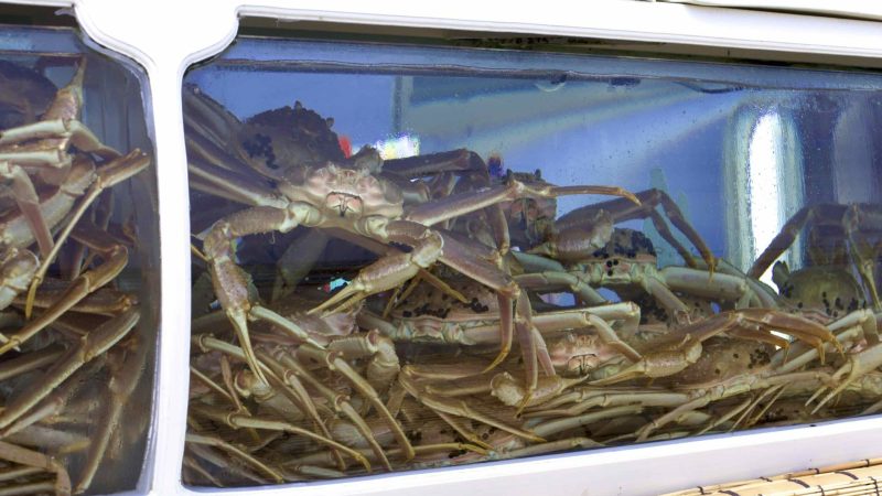 A picture of “Snow Crab Street” (영덕대게로) in Ganggu Port, Yeongdeok County, South Korea.
