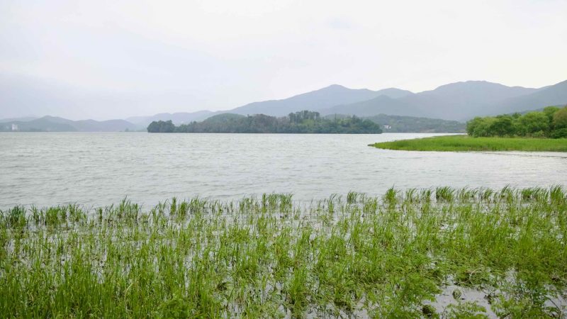 wetland habitat