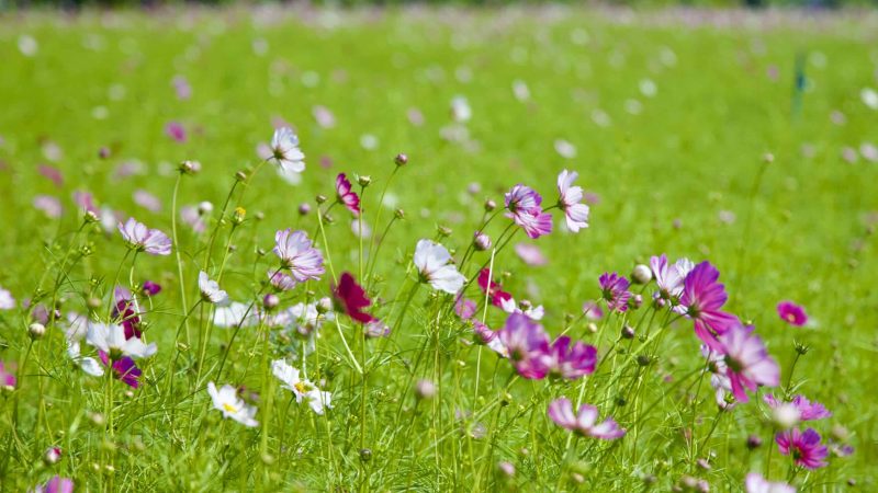 Hangang Bike Path - Seoul - Guri City and Namyangju City - ​​Guri Han River Park Cosmos Flowers Reverse